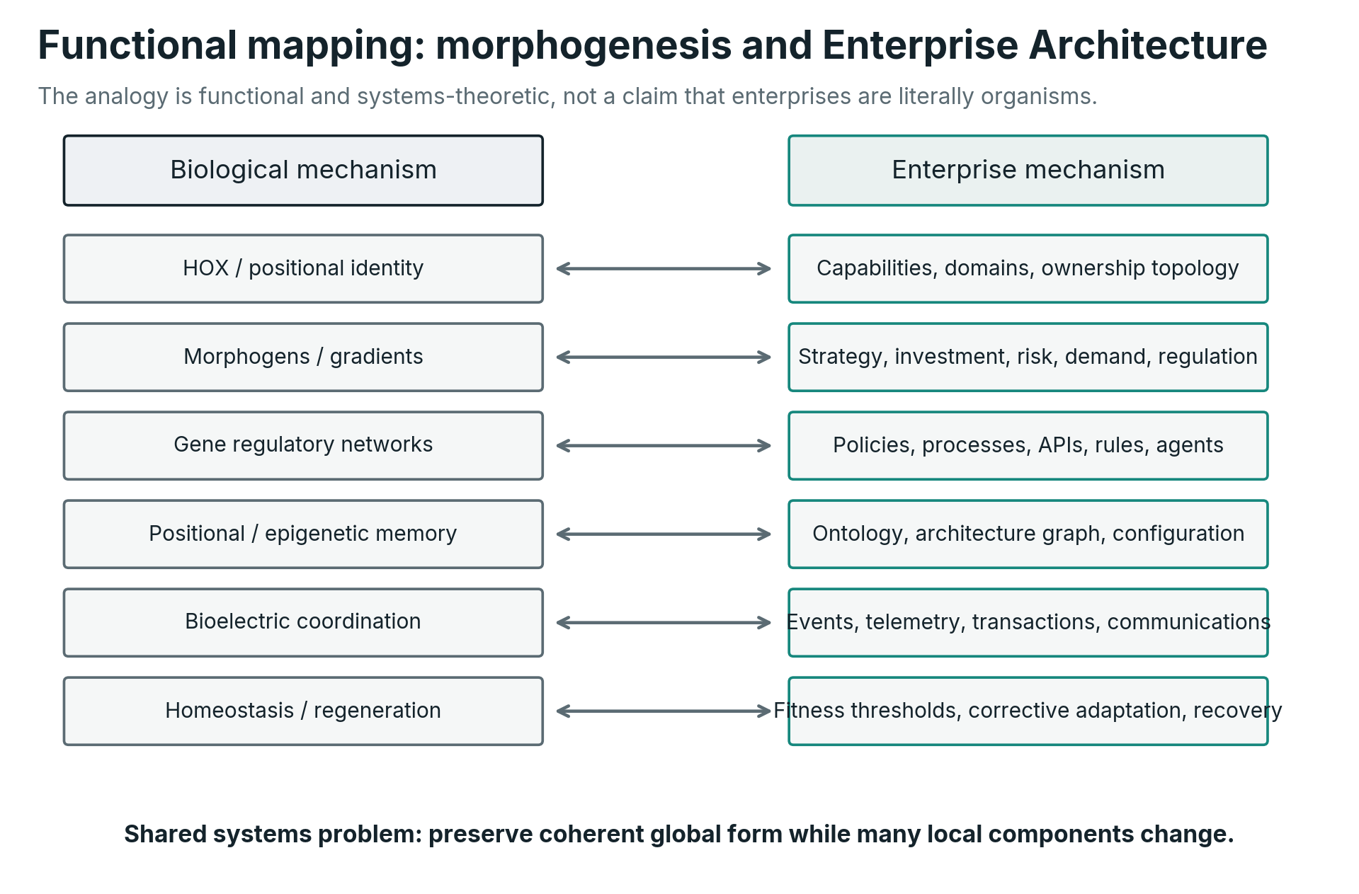 Functional correspondence between selected mechanisms in developmental biology and proposed Enterprise Morphogenesis mechanisms. The mapping is systems-theoretic, not literal.